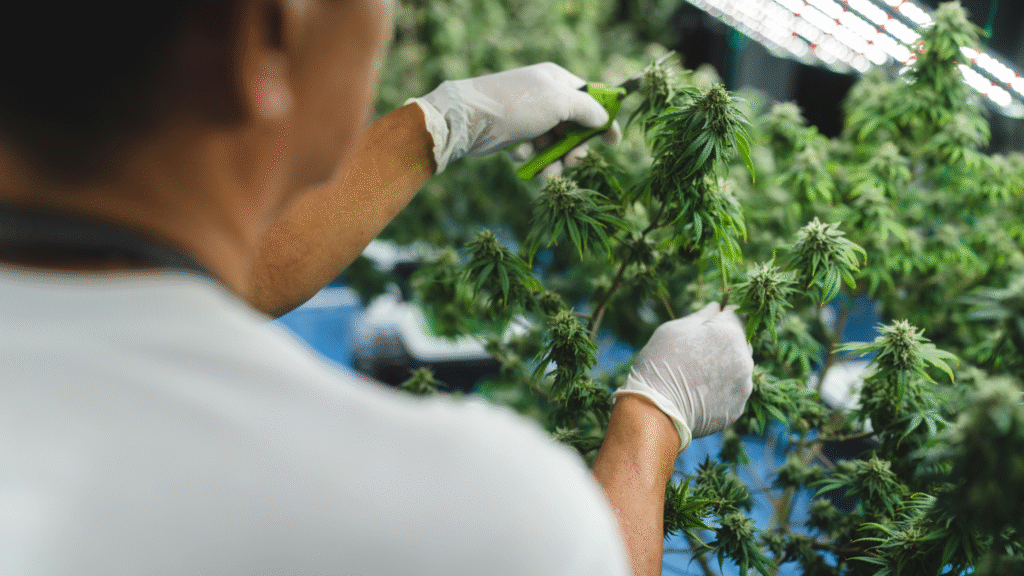 A cannabis grower inspects mature plants in a sanitized environment supported by chlorine dioxide mildew control.