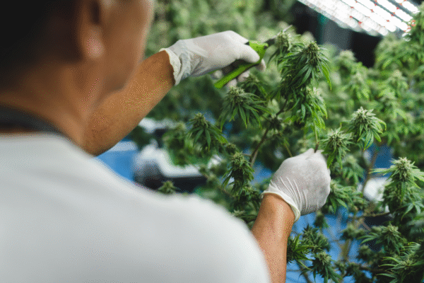 A cannabis grower inspects mature plants in a sanitized environment supported by chlorine dioxide mildew control.