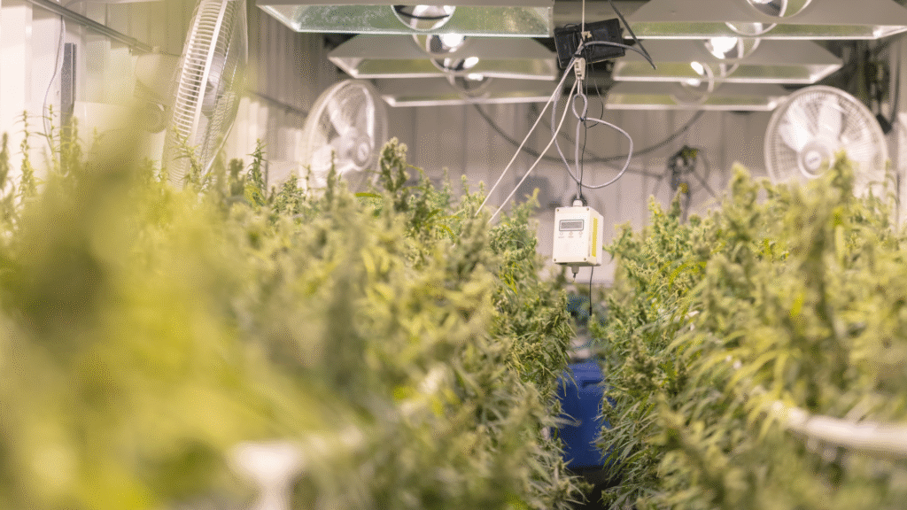 Cannabis greenhouse with chlorine dioxide odor control system and HVAC ventilation