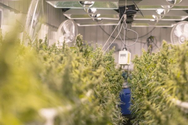Cannabis greenhouse with chlorine dioxide odor control system and HVAC ventilation